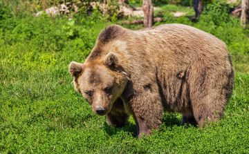 Újabb medvetámadás Székelyföldön